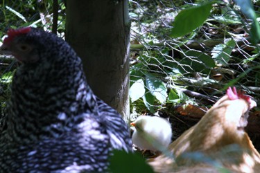 Chick hatched on 28 May 2011
