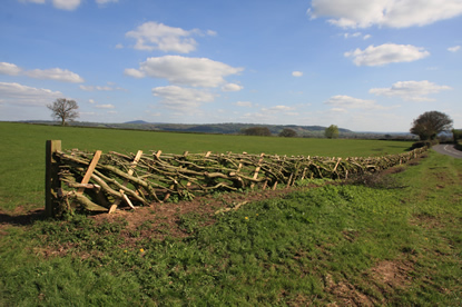 Hedge Laying