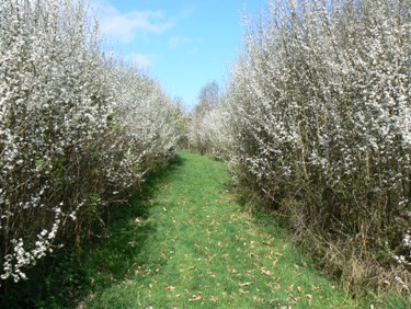 Ferndale Blackthorn Blossom