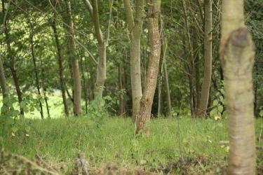 Woods in the grounds of Ferndale