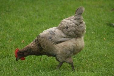 a Bluebell hen