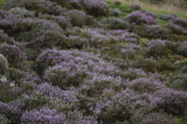 Long Mynd heather