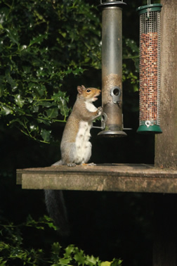 Squirrel eats bird food