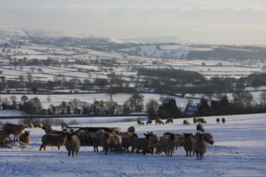 Sheep in the Corvedale