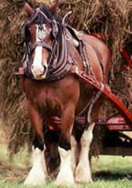 Shire horse at Acton Scott