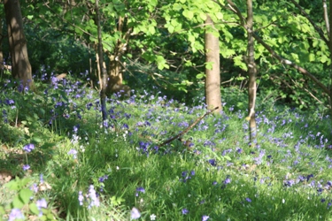 Ferndale bluebells