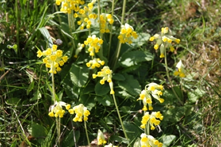 Ferndale cowslips