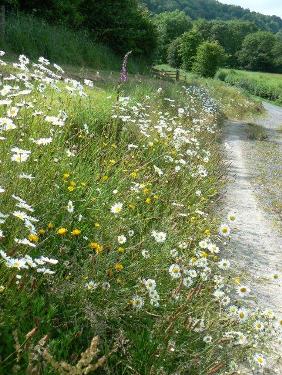 Ferndale wildflower bank