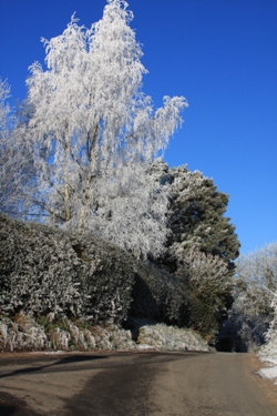 Hoar Frost at Ferndale