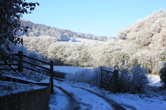 Frosty View