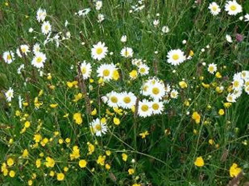 Plantains with ox-eye daisies and buttercups