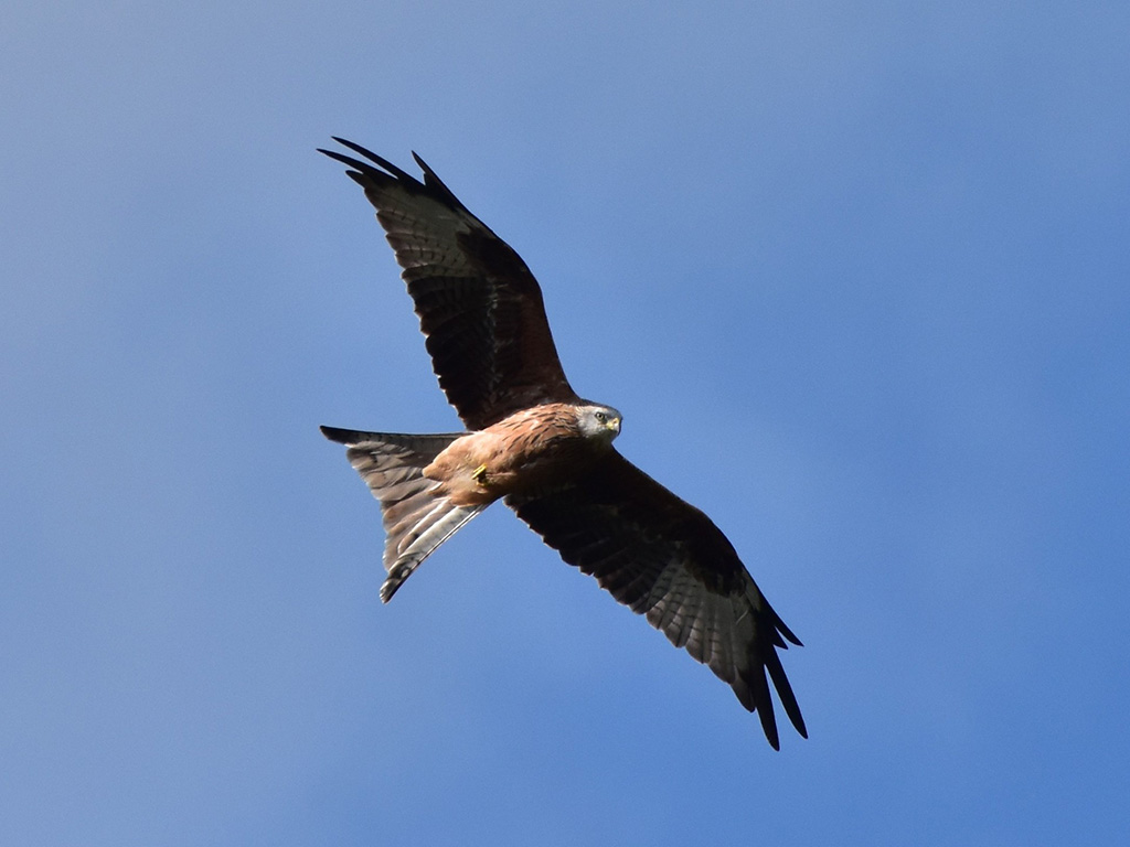 Red Kite over Ferndale Flat Balcony