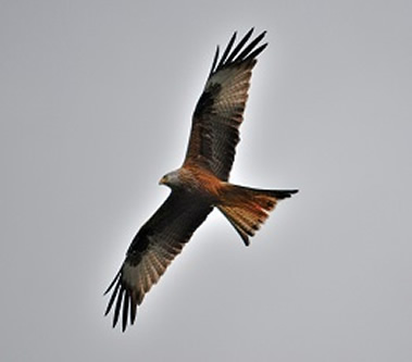 Red Kite