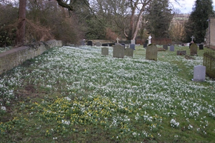 Shipton Snowdrops